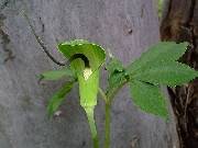 Arisaema tortuosum